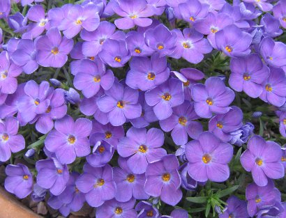 Phlox kelseyi 'Lemhi Purple'
